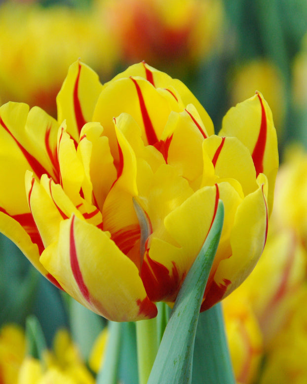 Flower BulbsMonsella™ Bulbs UK - 1