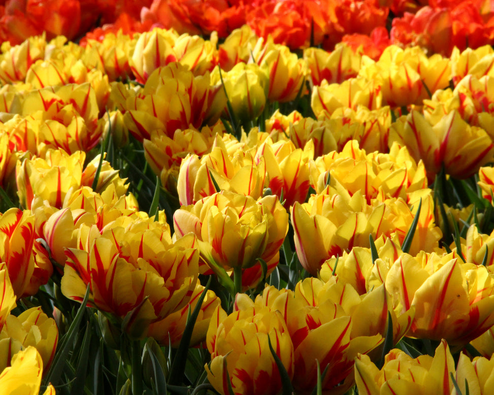 Tulip 'Monsella'