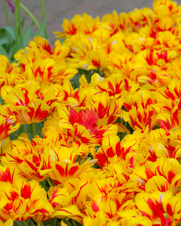 Flower BulbsMonsella™ Bulbs UK - 2