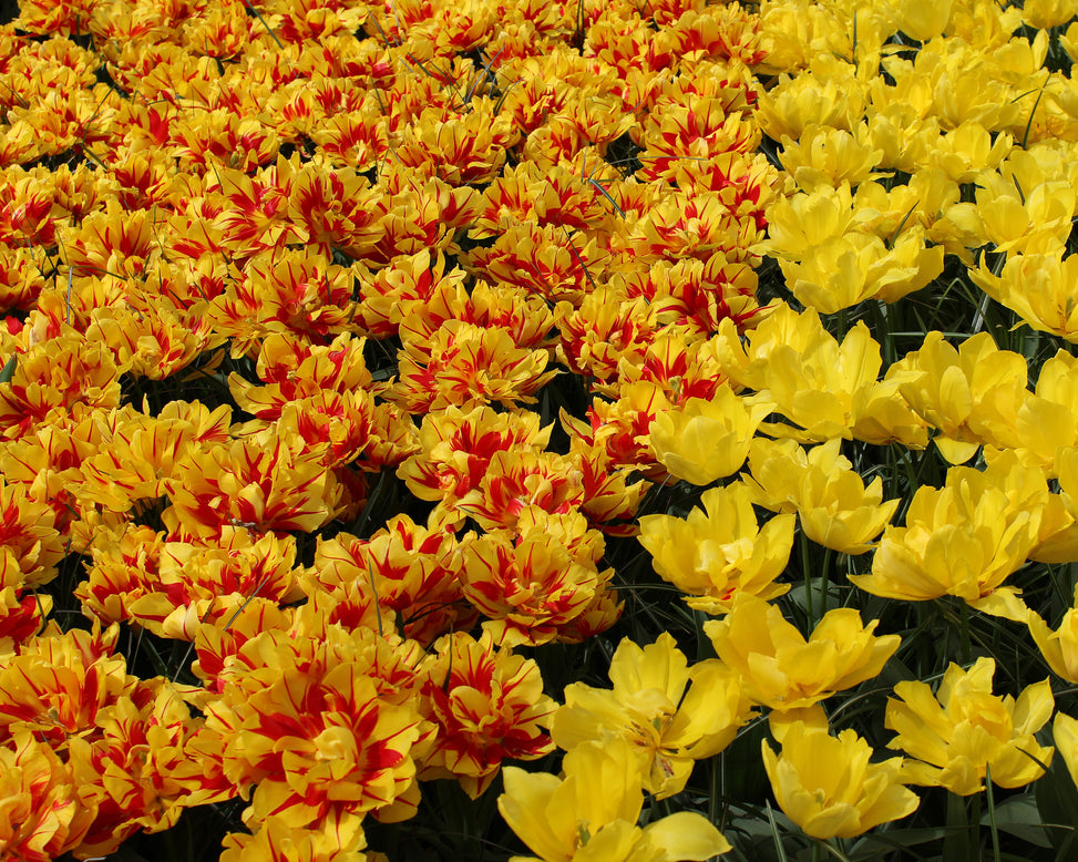 Flower BulbsMonsella™ Bulbs UK - 6