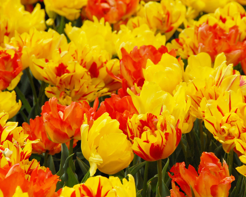 Flower BulbsMonsella™ Bulbs UK - 5