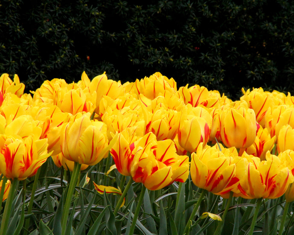 Tulip 'Monsella'