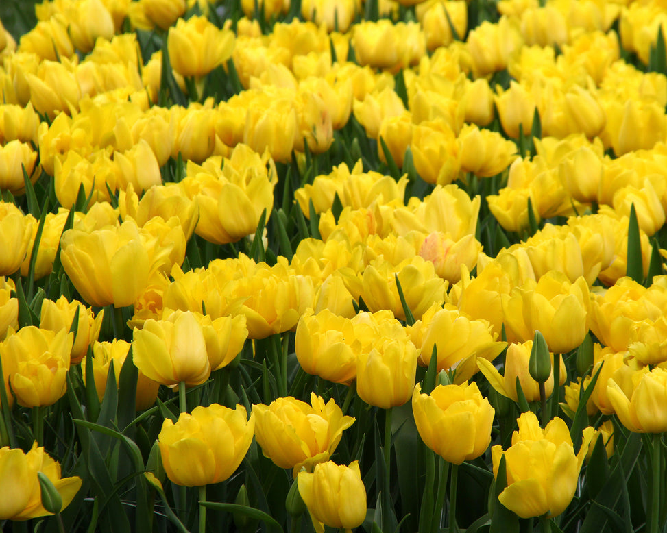 Tulip 'Monte Carlo'