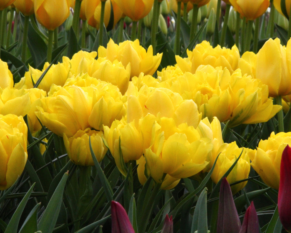 Tulip 'Monte Carlo'