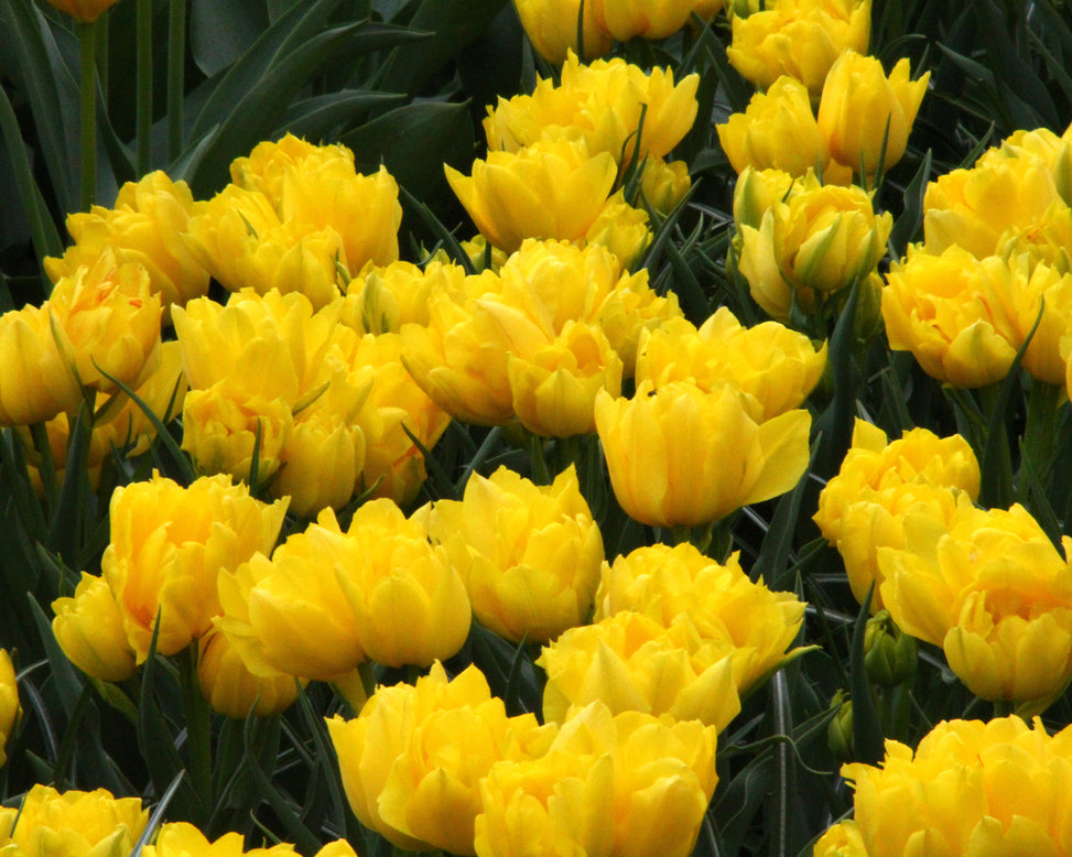 Tulip 'Monte Carlo'