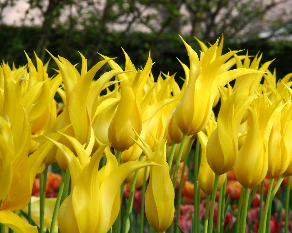 Tulip 'Moonshine'
