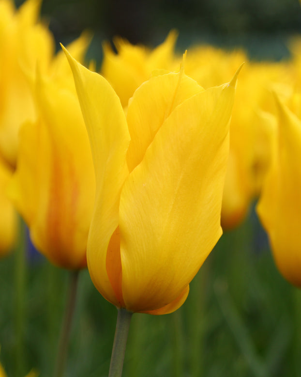 Tulip 'Moonshine'