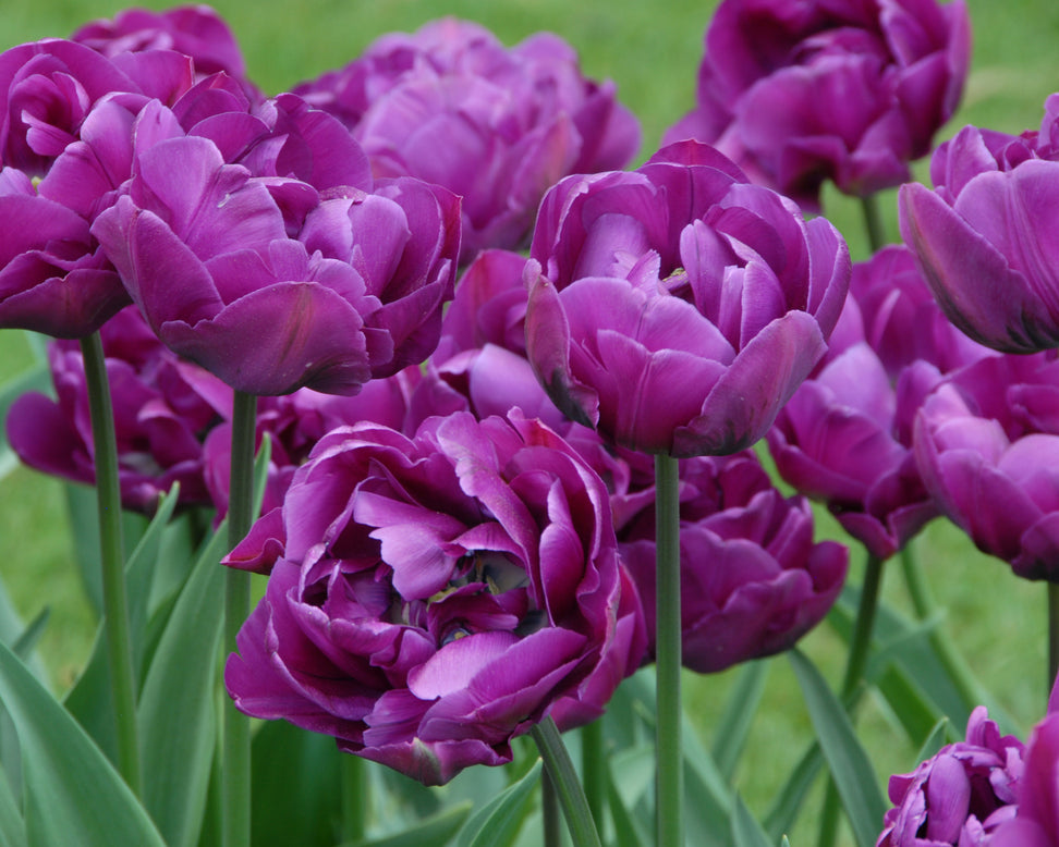 Tulip 'Negrita Double'