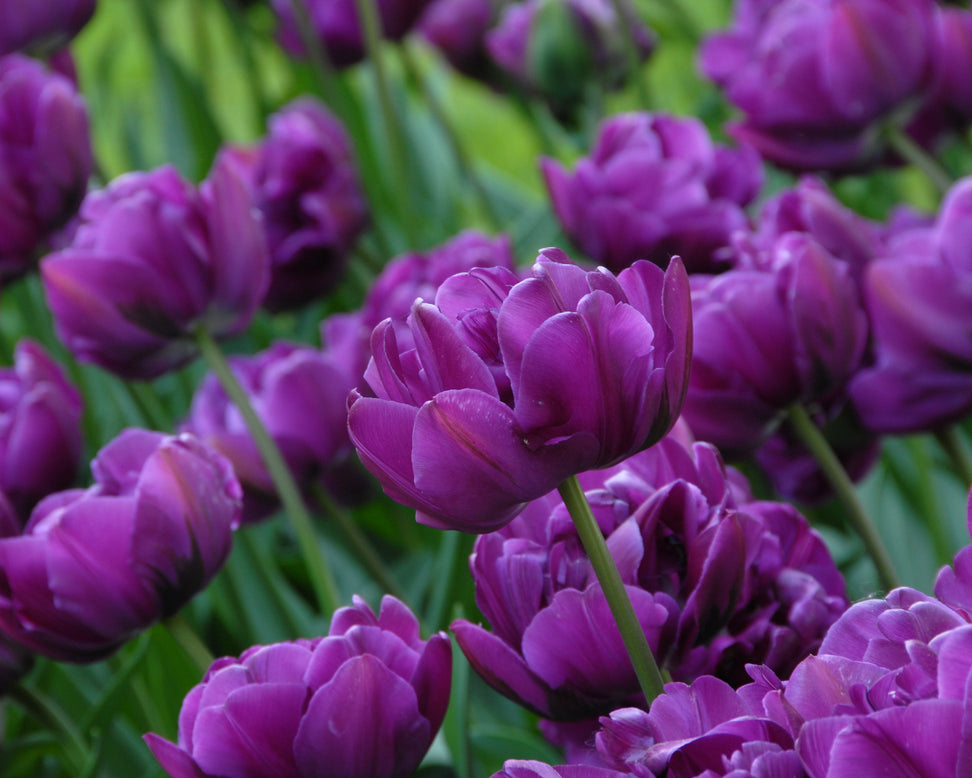 Tulip 'Negrita Double'