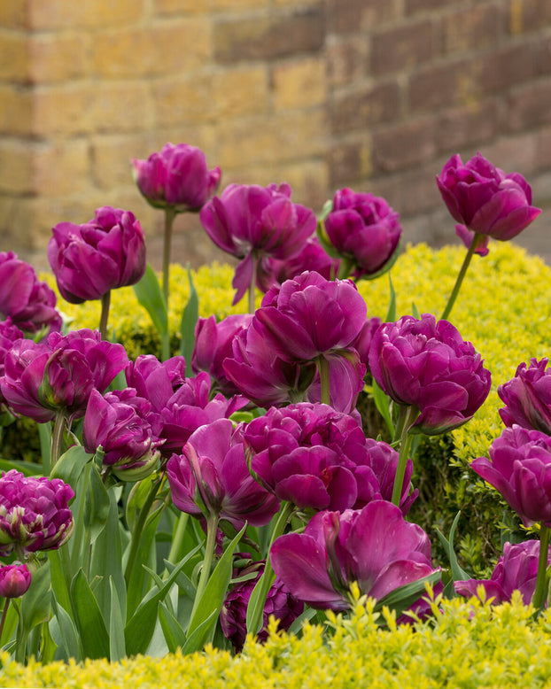 Tulip 'Negrita Double'