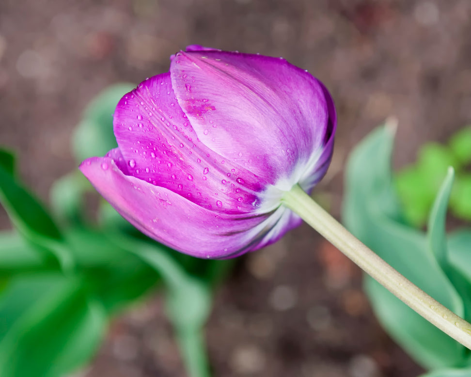 Tulip 'Negrita Double'