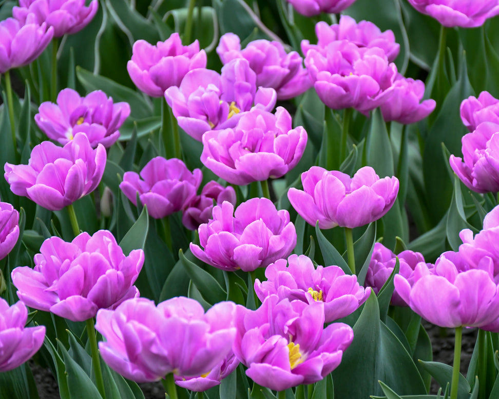 Tulip 'Negrita Double'