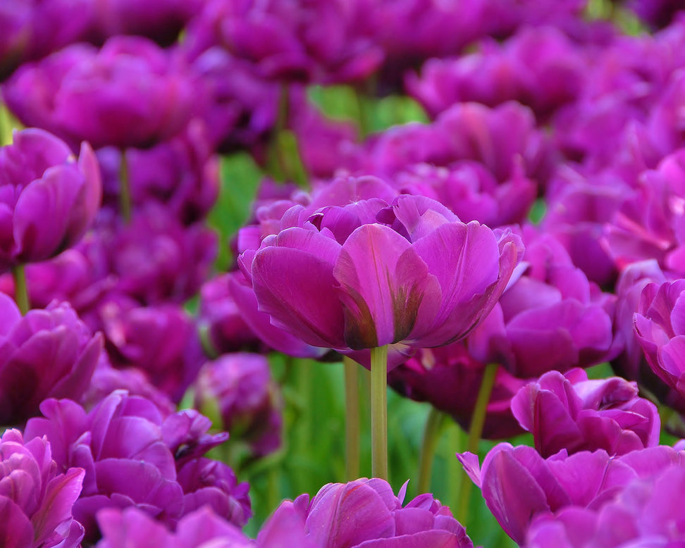 Tulip 'Negrita Double'