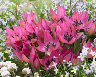 Tulip 'Norah' Tulip 'Norah'