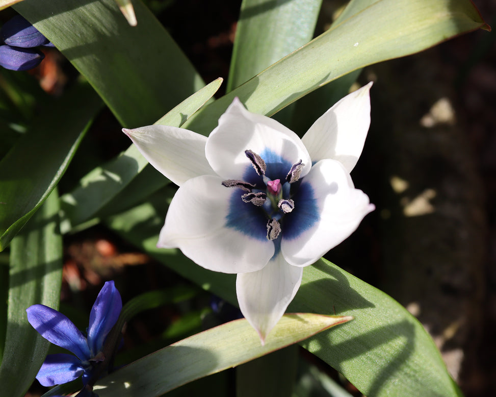Tulip 'Coerulea Oculata Alba'