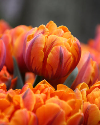 Tulip 'Orange Princess' Tulip 'Orange Princess'