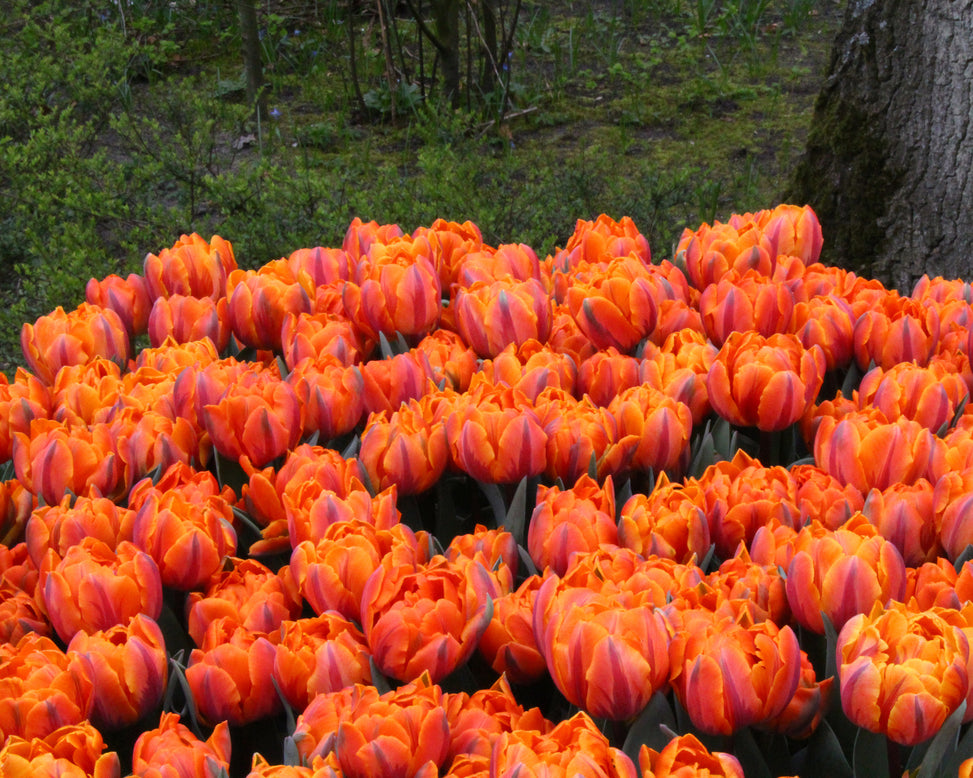 Tulip 'Orange Princess'
