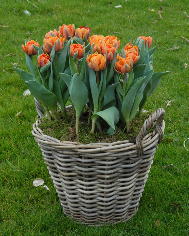 Flower BulbsOrange Princess Bulbs UK - 4