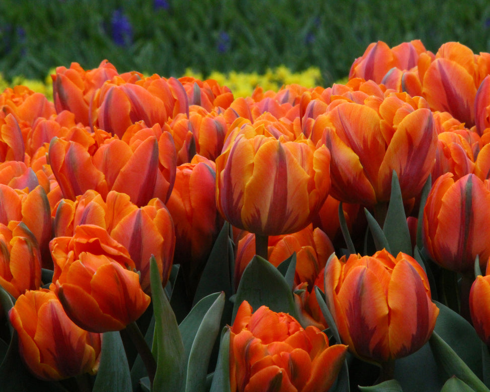 Tulip 'Orange Princess'
