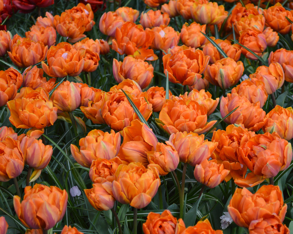 Flower BulbsOrange Princess Bulbs UK - 3