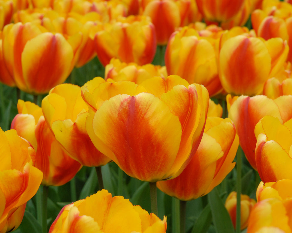 Flower BulbsOxford Wonder Bulbs UK - 4