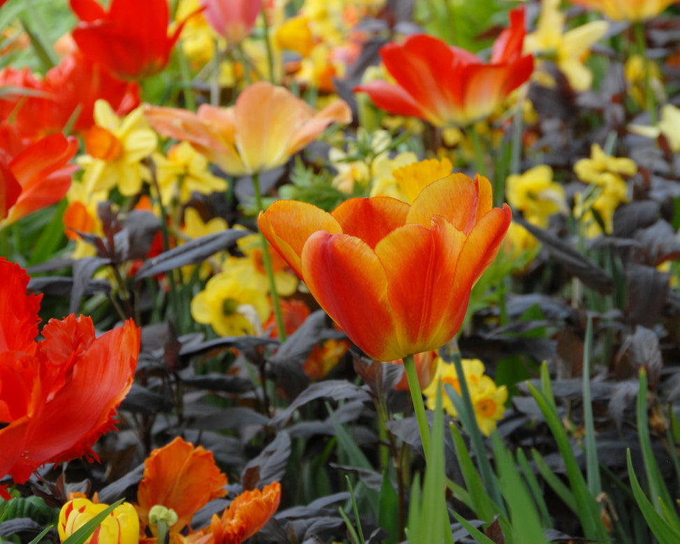 Flower BulbsOxford Wonder Bulbs UK - 3
