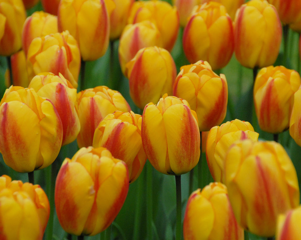 Flower BulbsOxford Wonder Bulbs UK - 2