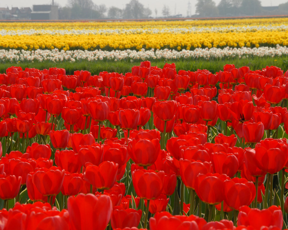 Flower BulbsParade Bulbs UK - 4