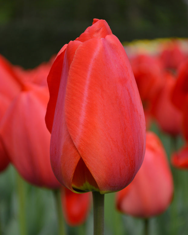 Flower BulbsParade Bulbs UK - 1