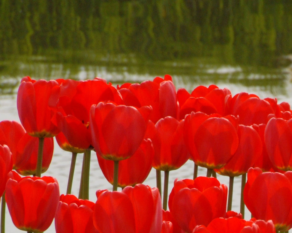 Flower BulbsParade Bulbs UK - 5