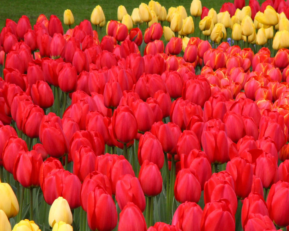 Tulip 'Parade'