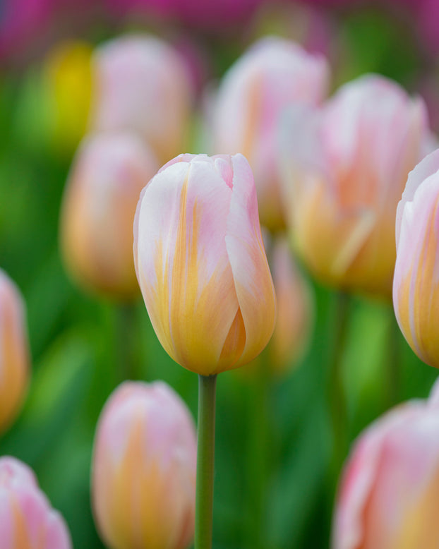 Flower BulbsPeace Flame Bulbs UK - 1