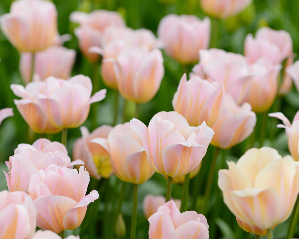 Flower BulbsPeace Flame Bulbs UK - 3