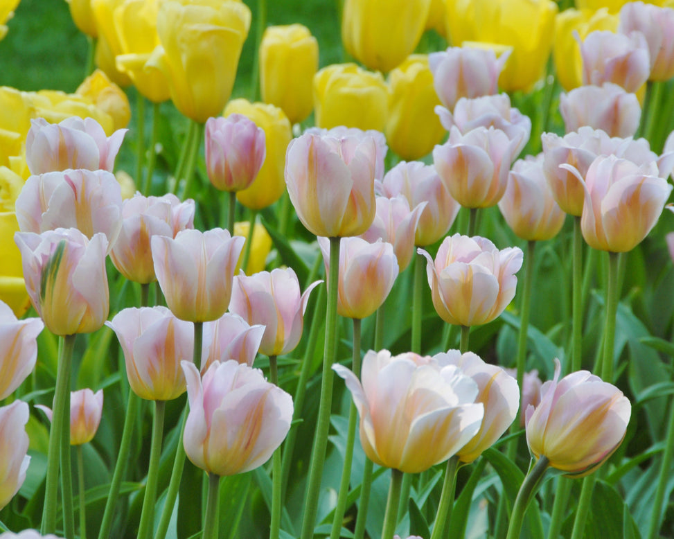 Flower BulbsPeace Flame Bulbs UK - 2