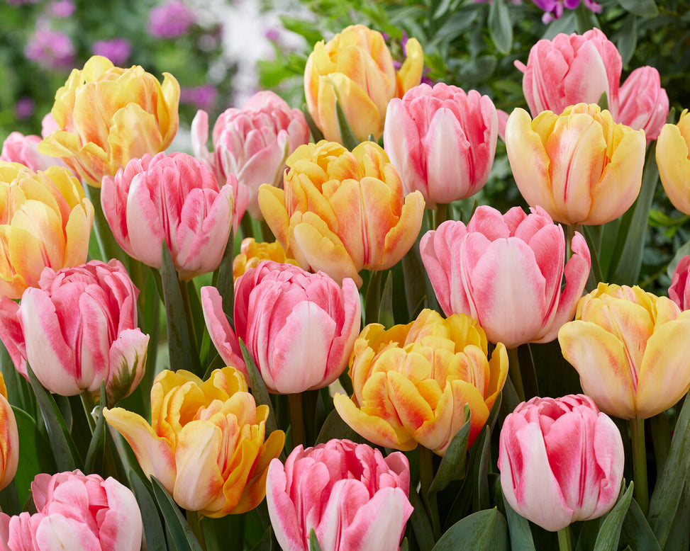Tulip collection 'Peach Passion'