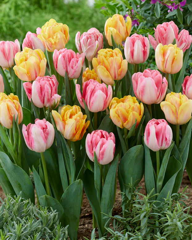Tulip collection 'Peach Passion'