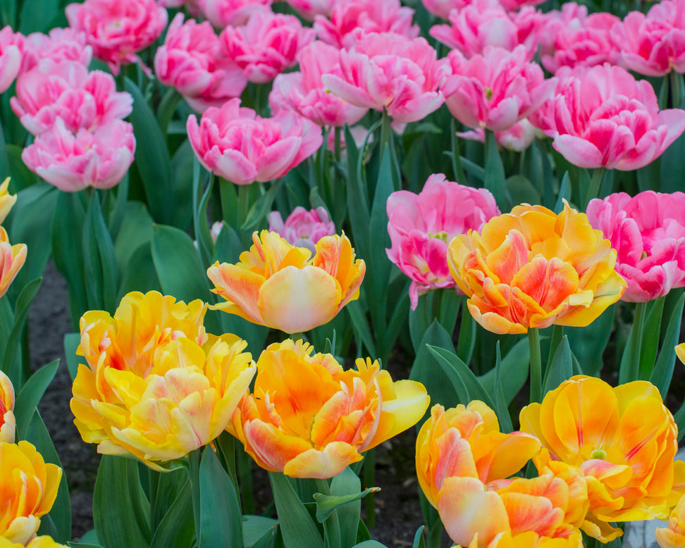 Tulip collection 'Peach Passion'