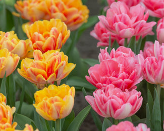 Tulip collection 'Peach Passion' Tulip collection 'Peach Passion'