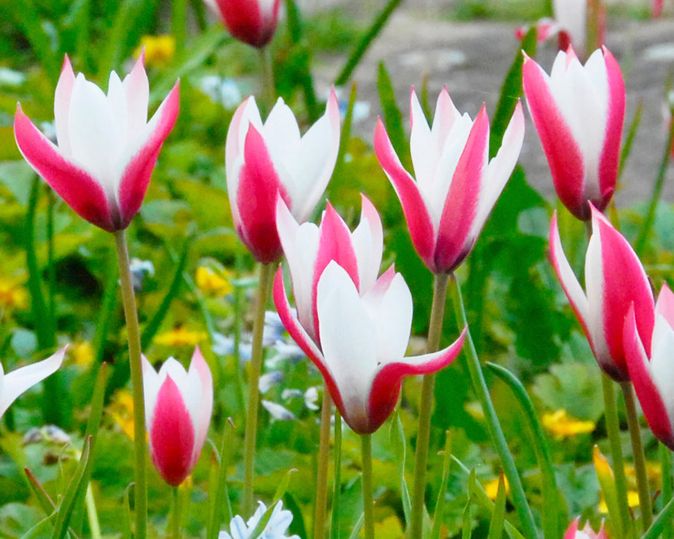 Tulip 'Peppermint Stick'