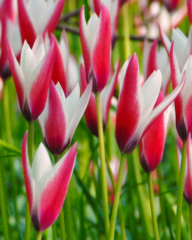 Tulip 'Peppermint Stick'