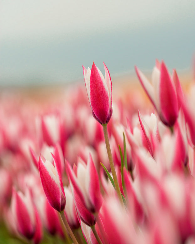 Tulip 'Peppermint Stick'