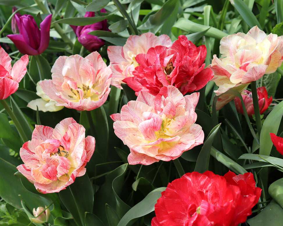 Tulip 'Peptalk'