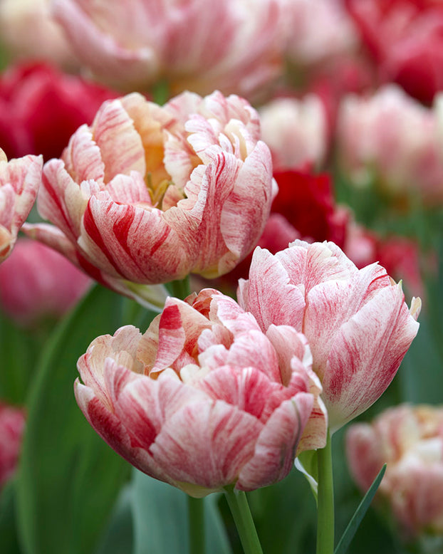 Tulip 'Peptalk'