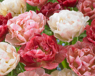 Tulip 'Peptalk' Tulip 'Peptalk'