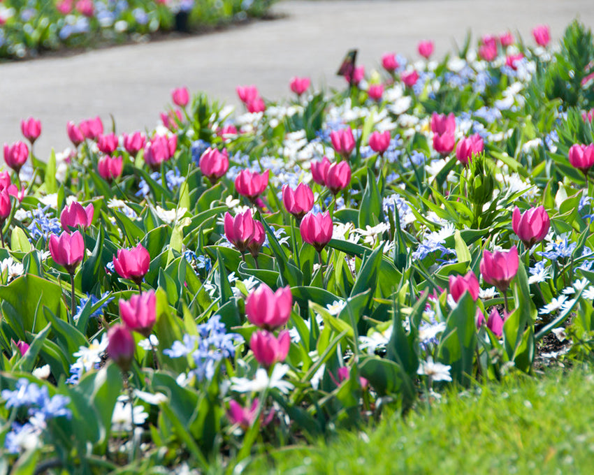Tulip 'Persian Pearl'