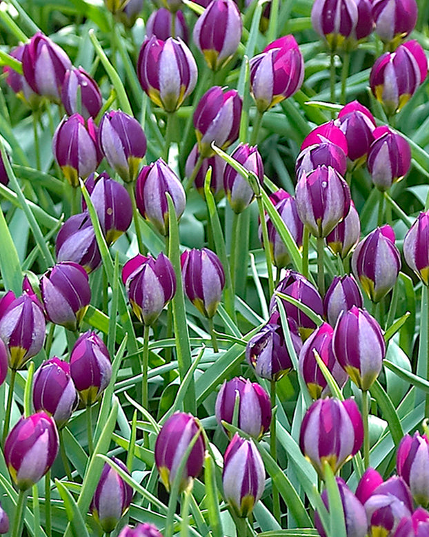 Tulip 'Persian Pearl'