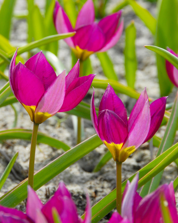 Tulip 'Persian Pearl'