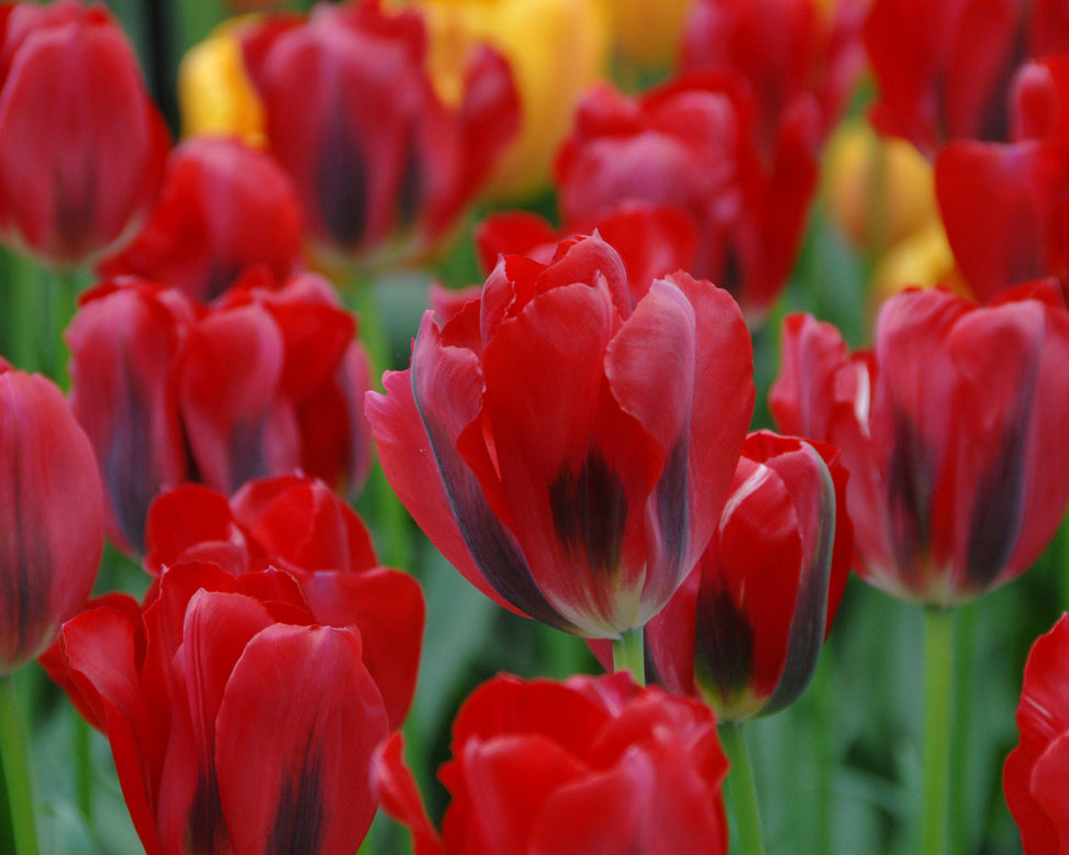 Flower BulbsPimpernel Bulbs UK - 3