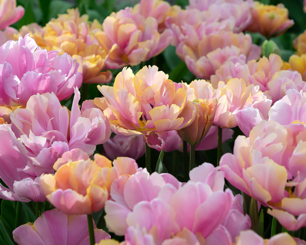 Tulip 'Pink Star'