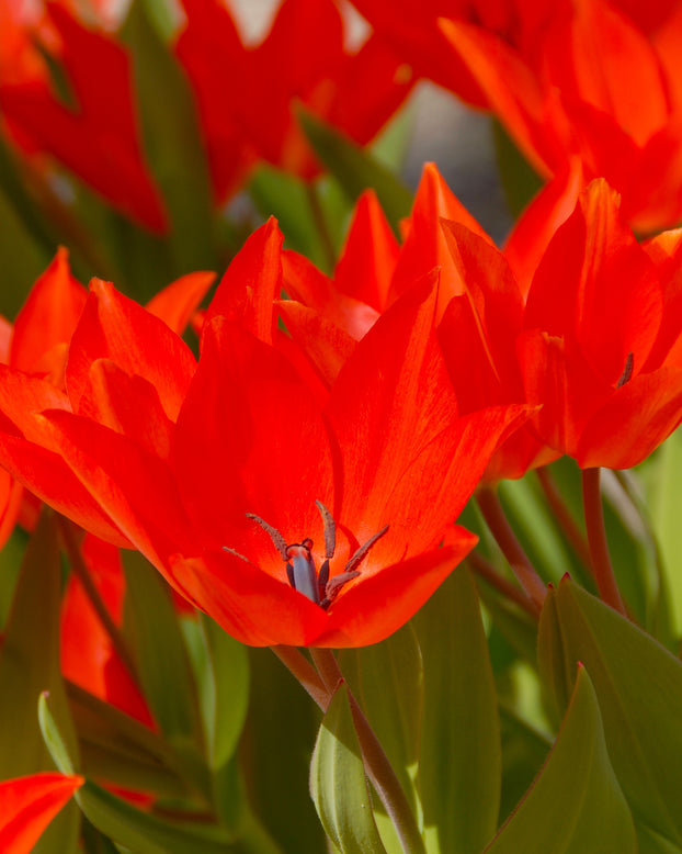 Flower BulbsPraestans Fusilier Bulbs UK - 1